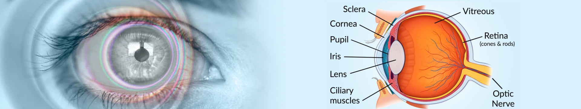 A Comprehensive Guide on Human Eye Structure