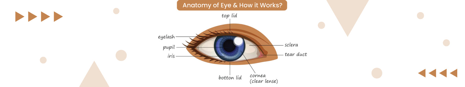 Anatomy of Eye & How it Works?