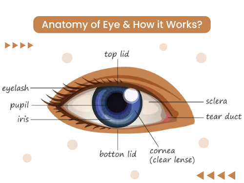 Anatomy of Eye How it Works 500x375