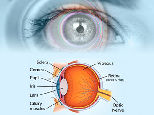 Human Eye Structure 500x375