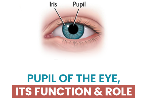 Pupil of the Eye Its Function Role 500X375